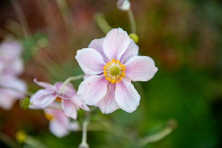 Anemone japonica, also known as Japanese anemoneの写真素材