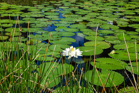 White lotus flower on the water surface of a pond with green leavesの写真素材