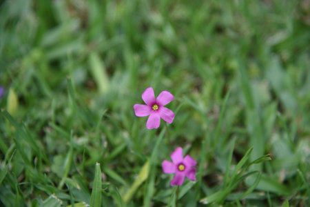 Purple flower on the green grass in the garden, stock photoの写真素材