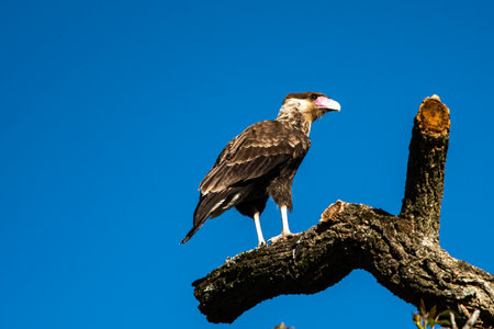 Crested Caracara on a branch with blue sky backgroundの写真素材