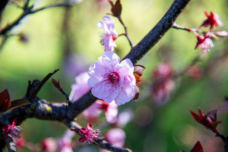 cherry blossom, sakura flower, cherry blossom in springの写真素材
