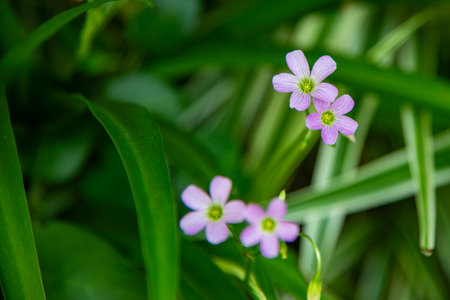 Small purple flowers on a green background. Shallow depth of field.の写真素材