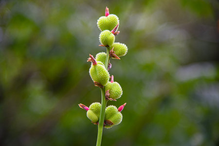 Close up of green flower buds on a plant in the garden.の写真素材