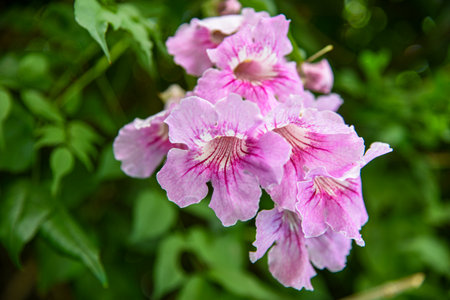 pink flower in the garden, beautiful flower in the garden.の写真素材