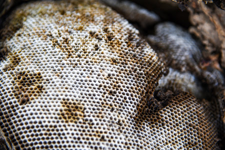 Close up view of the structure of a honeycombの写真素材