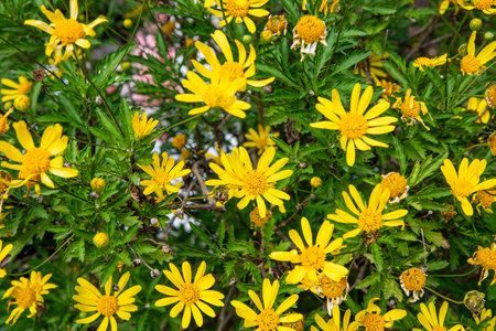 Yellow daisies in the garden, closeup of photo.の写真素材