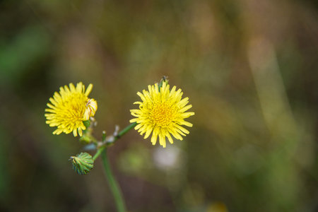 Yellow dandelion flowers on a meadow in the spring.の写真素材