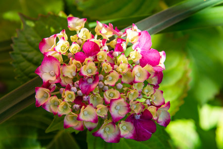 Pink Hydrangea macrophylla flower in garden, Thailand.の写真素材