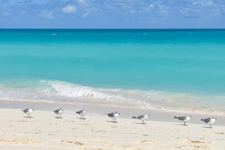 Seagulls on the beach, Cayo Largo, Cubaの写真素材