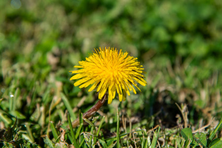 Yellow dandelion flower on the green grass. Spring background.の写真素材