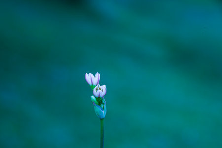 Close up of freesia flower with blurred background, Thailand.の写真素材