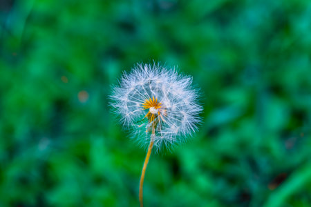 Dandelion flower on green background, Thailand. (Selective focus)の写真素材