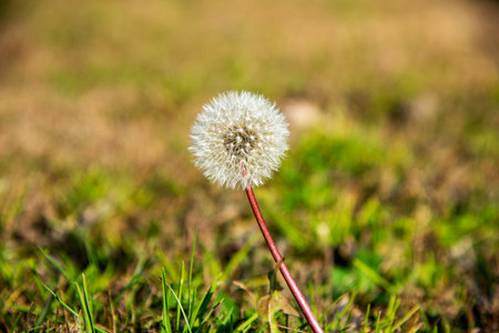 Dandelion flower on a green meadow in spring season.の写真素材