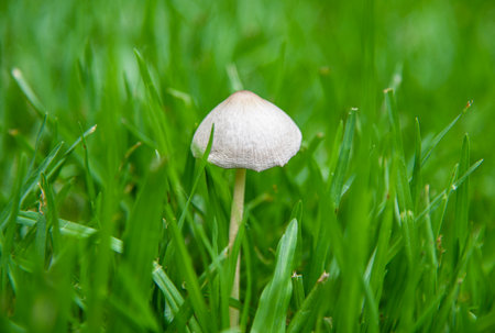 Mushroom growing in the green grass, shallow depth of fieldの写真素材