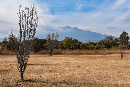 Lonely tree in the meadow with mountains in the backgroundの写真素材
