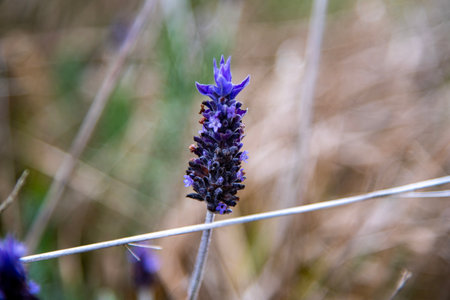 Lavender flower in the meadow, closeup of photoの写真素材
