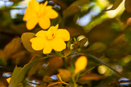 Yellow flower in the garden. Close-up. Shallow depth of field.の写真素材