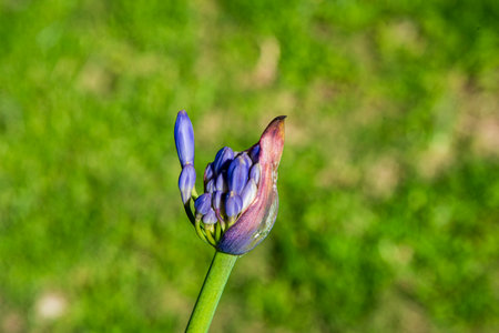 Purple flower of hyacinth on a background of green grassの写真素材