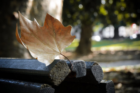 closeup of an isolated autumn maple leaf fallen on a bench in a public garden of Turin, Italyの写真素材
