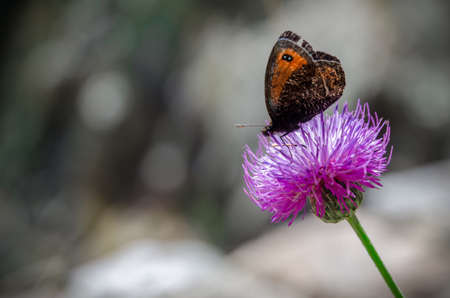 orange and black butterfly on a purple flower  with plain backgroundの写真素材