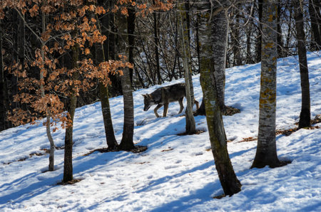 Italian wolf (canis lupus italicus) in wildlife centre "Uomini e lupi" of Entracque, Maritime Alps Park (Piedmont, Italy)の写真素材
