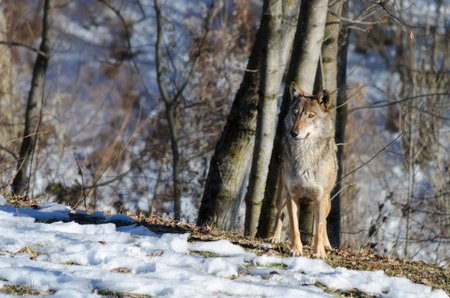 Male italian wolf (canis lupus italicus) in wildlife centre Uomini e lupi of Entracque, Maritime...