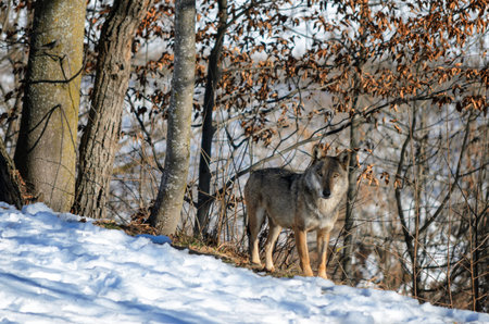 Male italian wolf (canis lupus italicus) in wildlife centre Uomini e lupi of Entracque, Maritime...