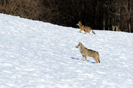 Young italian wolf (canis lupus italicus) in wildlife centre "Uomini e lupi" of Entracque, Maritime Alps Park (Piedmont, Italy)の写真素材