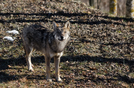 Young italian wolf (canis lupus italicus) in wildlife centre "Uomini e lupi" of Entracque, Maritime Alps Park (Piedmont, Italy)の写真素材