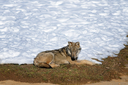 Young italian wolf (canis lupus italicus) in wildlife centre "Uomini e lupi" of Entracque, Maritime Alps Park (Piedmont, Italy)の写真素材