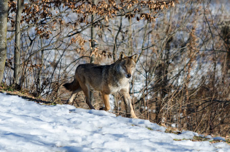 Male italian wolf (canis lupus italicus) in wildlife centre Uomini e lupi of Entracque, Maritime...