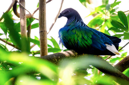 Nicobar Pigeon (Caloenas Nicobarica), rare tropical birdの写真素材
