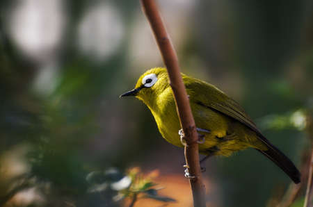 Silvereye small bird (Zosterops Lateralis), also known as Wax-Eye or Oriental White-Eyeの写真素材