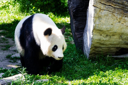 Giant Panda (ailuropoda, malanoleuca) in the grassの写真素材