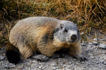 Marmot in the grass in Mercantour National Park, val de l'Ubayetteの写真素材