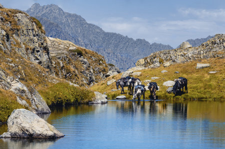 eco-friendly tour with horses in the mountains of Maritime Alps National Park (Lake of Vej del Bouc, Italy)の写真素材