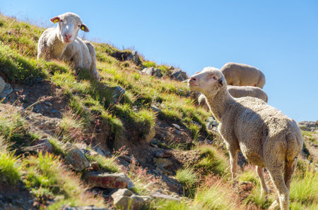 Sheeps in the mountain of maritime alps, Piedmont, Italyの写真素材