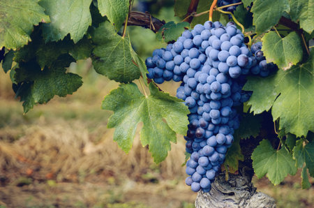 Bunch of nebbiolo grape in the vineyards of Barolo (Langhe wine district, Italy), in September...
