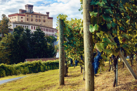 Panorama of Barolo (Piedmont, Italy) with the town, the medieval castle and the vineyards. Barolo is the main village of the Langhe wine districtのeditorial素材
