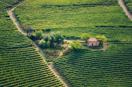 vineyard of barolo (wine district of langhe, in Piedmont, Italy), with an old toolshed between the...