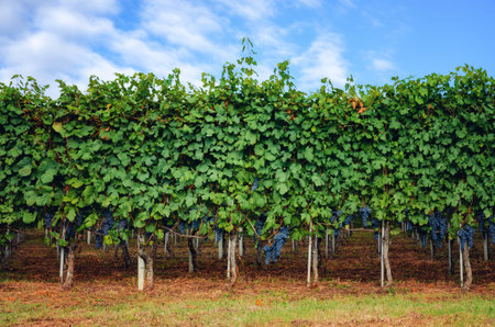 bunches of nebbiolo grape in the vineyards of Barolo (Langhe wine district, Italy), in september...