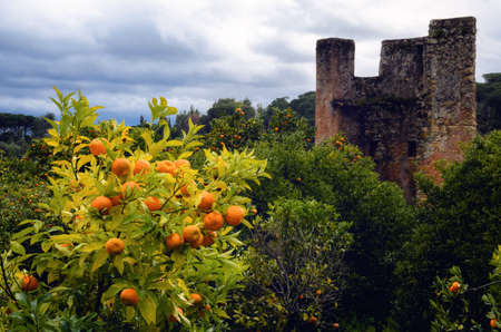 Orange trees and medieval tower in the gargens outside the Convent of Christ, ancient templar stronghold and monastery in Tomar, Portugalのeditorial素材