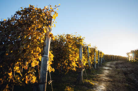 Autumn walk after harvest in the hiking paths between the rows and vineyards of nebbiolo grape, in the Barolo Langhe hills, most important wine district of Piedmont and Italyの写真素材