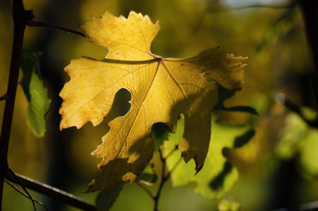 Nebbiolo grape variety leaves after autumn and harvest in the vineyard of the Barolo Langhe region,...