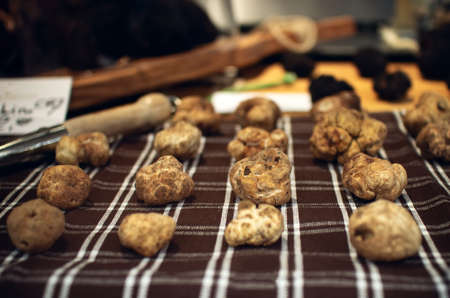 White Truffles (Tuber Magnatum Pico) on a trader stall, Piedmont (Italy)の写真素材