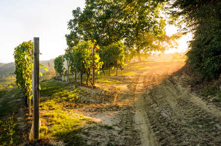 Sunset in the vineyards of Roero, Italyの写真素材