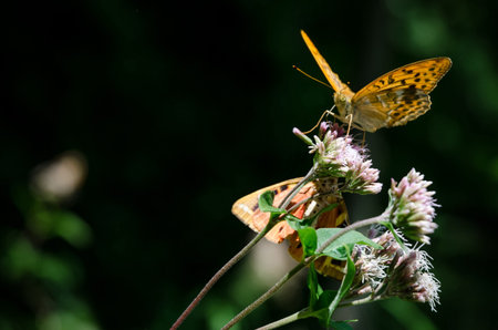 Orange butterfly on a flower, silver-washed fritillary (argynnis paphia) of the nymphalidae familyの写真素材