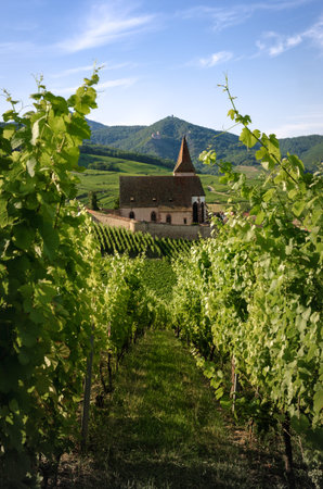 Summer sunset view of the medieval church of Saint-Jacques-le-Major in Hunawihr, small village between the vineyards of Ribeauville, Riquewihr and Colmar in Alsace, wine making region of Franceのeditorial素材