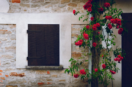 Old wooden closed window on a stone wall covered by red roses, flower and green leavesの写真素材