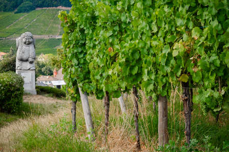 Andlau, France - July 17, 2020: Moenchberg vineyards of white native grapes in Andlau, winemaking village of Alsace, France, with the statue of a fat monk carrying a wine barrel on his shouldersのeditorial素材